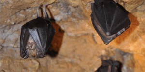 Beitragsbild des Blogbeitrags Die coolsten Höhlen in Niederösterreich 
