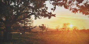 Beitragsbild des Blogbeitrags Die schönsten Ausflugsziele für den Spätsommer in Wien