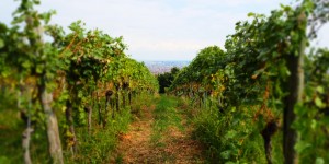 Beitragsbild des Blogbeitrags Die schönsten Weinwanderwege in Wien und Umgebung 