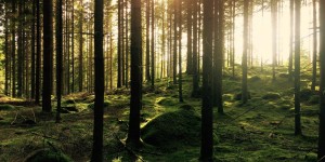 Beitragsbild des Blogbeitrags 8 Slow Trips in Oberösterreich, die dich entspannen lassen