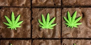 Beitragsbild des Blogbeitrags Hanf-Snacks aus Österreich