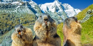 Beitragsbild des Blogbeitrags QUIZ: Wie gut ist dein Kärntnerisch? 