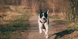 Beitragsbild des Blogbeitrags Strecken fürs Laufen mit Hund in Wien 