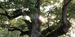 Beitragsbild des Blogbeitrags Mystische Orte in Österreich