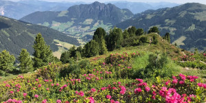 Beitragsbild des Blogbeitrags Blütezeit: Wo es in Österreich am schönsten blüht 