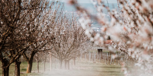 Beitragsbild des Blogbeitrags 5 Dinge, die du diesen Frühling in Niederösterreich machen kannst