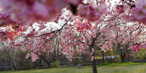 Beitragsbild des Blogbeitrags 10 Blütenspaziergänge durch Wien 