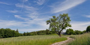 Beitragsbild des Blogbeitrags Die schönsten Wanderungen in und rund um Wien 