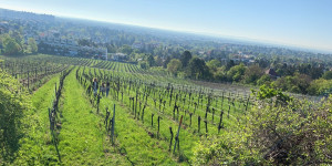 Beitragsbild des Blogbeitrags Weinwandern in Wien: Vom Heurigen bis zur Weinbar – Teil 2 
