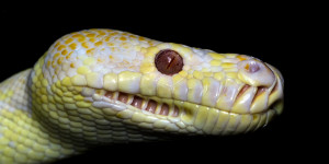 Beitragsbild des Blogbeitrags Graz: Auf der Toilette von einer Schlange gebissen 