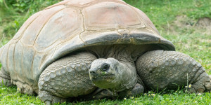 Beitragsbild des Blogbeitrags Riesenschildkröte Schurli, der älteste Bewohner des Tiergartens Schönbrunn, ist tot