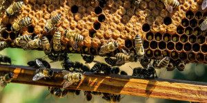 Beitragsbild des Blogbeitrags Sitzstreik: Bienen besetzten gestern den Stephansplatz 