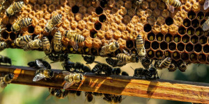 Beitragsbild des Blogbeitrags Sitzstreik: Bienen besetzten gestern den Stephansplatz