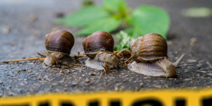 Beitragsbild des Blogbeitrags Skurrile Wettkämpfe in Österreich 