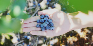 Beitragsbild des Blogbeitrags 6 Superfoods aus Österreich, die ihr kennen solltet