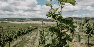 Beitragsbild des Blogbeitrags Unsere liebsten Heurigen im Burgenland