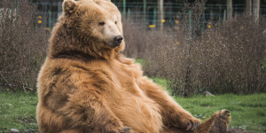 Beitragsbild des Blogbeitrags 5 besondere Familienausflüge zu Zoos in Österreich