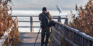 Beitragsbild des Blogbeitrags Was du in Österreichs Mooren erleben kannst