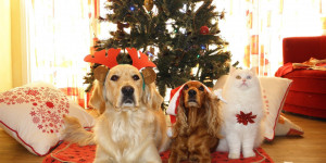 Beitragsbild des Blogbeitrags Die besten Adventkalender für Haustiere 