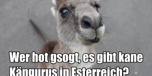 Beitragsbild des Blogbeitrags Diese Instagram-Accounts über Österreich solltest du kennen