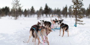 Beitragsbild des Blogbeitrags Traumhafte Husky-Ranches in Österreich 