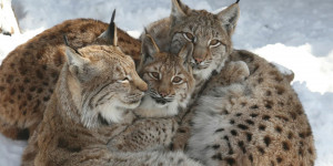Beitragsbild des Blogbeitrags Eine tierisch gute Zeit in den coolsten Tierparks in Österreich