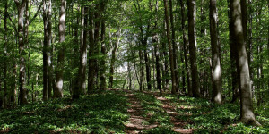 Beitragsbild des Blogbeitrags Die schönsten Wanderungen in und rund um Wien 