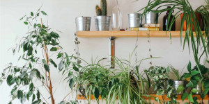 Beitragsbild des Blogbeitrags Die besten Pflanzentipps für Menschen ohne grünen Daumen 