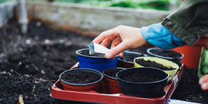 Beitragsbild des Blogbeitrags Urban Gardening in Wien