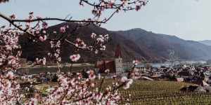 Beitragsbild des Blogbeitrags Ausflüge zur Marillenblüte in der Wachau 