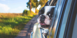 Beitragsbild des Blogbeitrags Die besten Ausflugsziele mit Hund im Burgenland