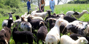 Beitragsbild des Blogbeitrags Auf der Donauinsel mähen neue Schafe – die WUK-Schafe gehen auf Jobsuche 