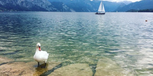 Beitragsbild des Blogbeitrags Traumhaftes Radlfahren am Salzkammergut-Radweg 