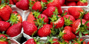 Beitragsbild des Blogbeitrags Wo ihr in und um Wien Erdbeeren pflücken und regional kaufen könnt