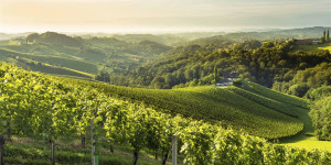 Beitragsbild des Blogbeitrags Unsere Tipps für euren Urlaub in der Südsteiermark 