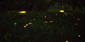 Beitragsbild des Blogbeitrags Schöne Orte, um in Wien Glühwürmchen zu beobachten 