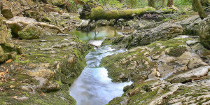 Beitragsbild des Blogbeitrags Der letzte Urwald Europas im Wildnisgebiet Dürrenstein