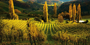 Beitragsbild des Blogbeitrags Unsere liebsten Routen zum Weinwandern in der Steiermark 