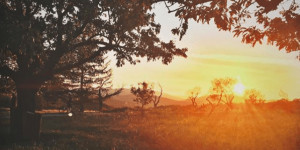 Beitragsbild des Blogbeitrags Die schönsten Ausflugsziele für den Herbst in Wien