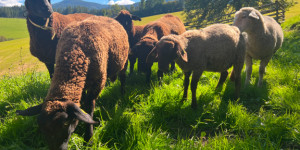 Beitragsbild des Blogbeitrags Zwischen Nutztierhaltung und Nachhaltigkeit: Ein Tag auf einem österreichischen Bio-Bauernhof 