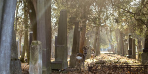Beitragsbild des Blogbeitrags Die schönsten Herbstspaziergänge in Wien