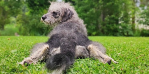 Beitragsbild des Blogbeitrags Abwechslungsreiche Ausflüge mit Hund von Wien aus