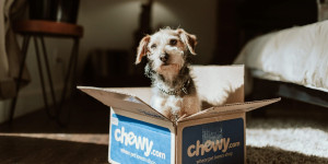 Beitragsbild des Blogbeitrags 7 Dinge, die alle Hundebesitzer*innen kennen