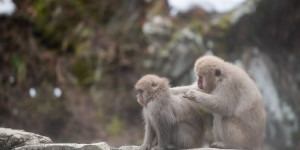 Beitragsbild des Blogbeitrags Unser Senf: Thermen sind nicht nur für Paare da