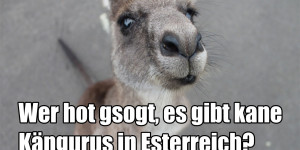 Beitragsbild des Blogbeitrags Diese Instagram-Accounts über Österreich solltest du kennen