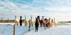 Beitragsbild des Blogbeitrags Tolle Lama- und Alpakawanderungen in Österreich