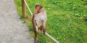 Beitragsbild des Blogbeitrags Eine tierisch gute Zeit in den coolsten Tierparks in Österreich