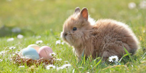 Beitragsbild des Blogbeitrags Ausflugstipps für den Ostersonntag in Österreich