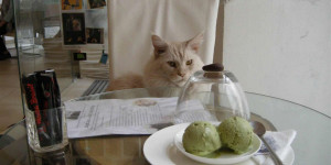 Beitragsbild des Blogbeitrags Die kuriosesten Restaurants in Wien