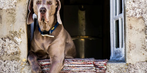 Beitragsbild des Blogbeitrags Unsere liebsten Hotels für Hundebesitzer*innen in Österreich